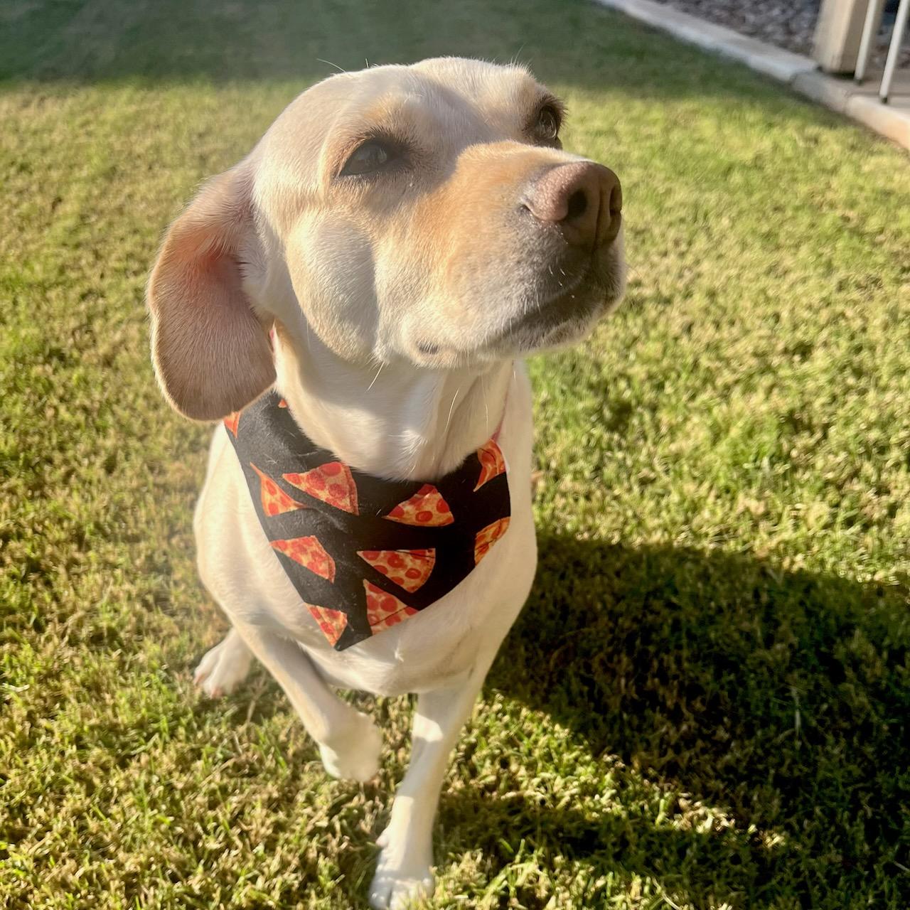 Pizza Party - Dog Bandana