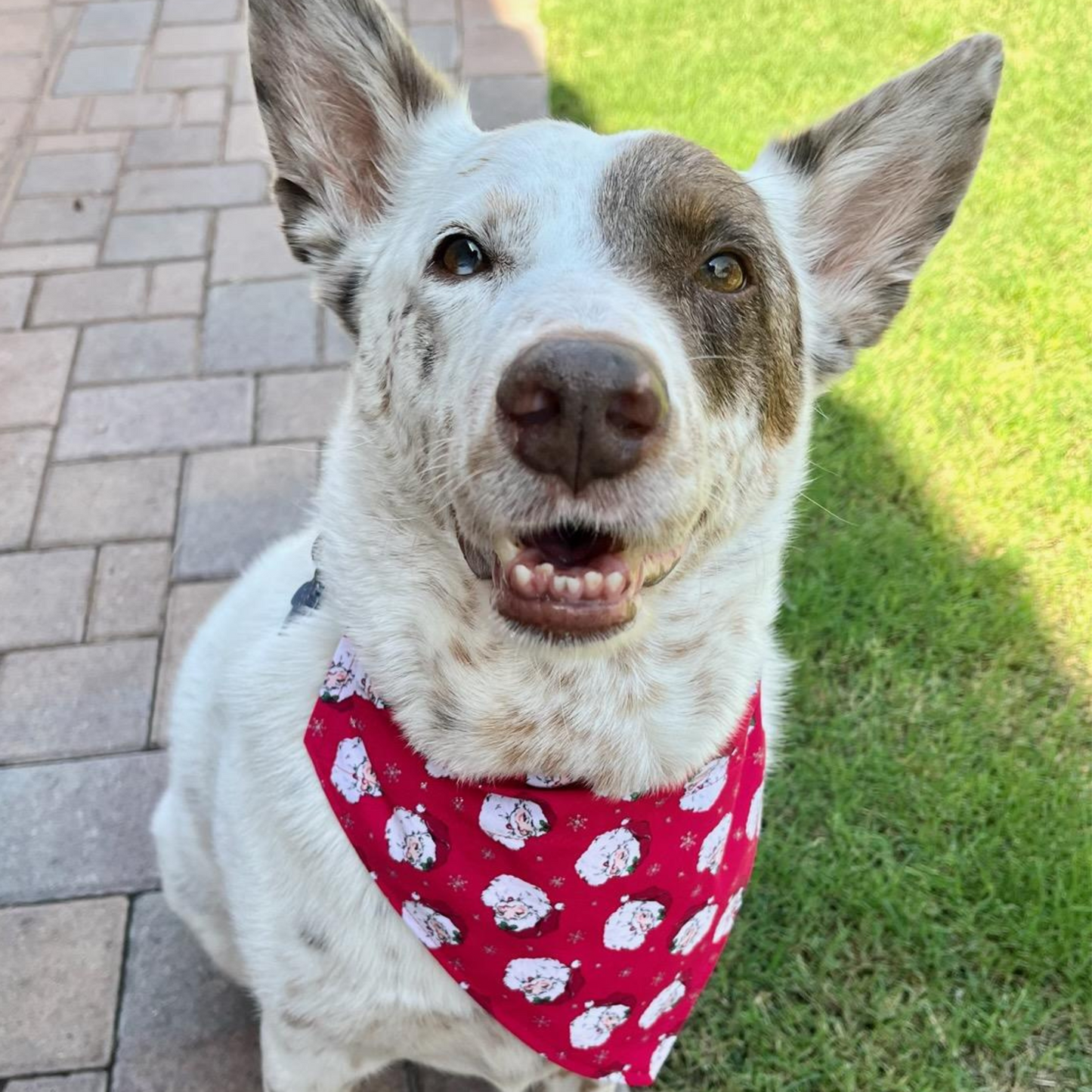 Santa Claus - Dog Bandana