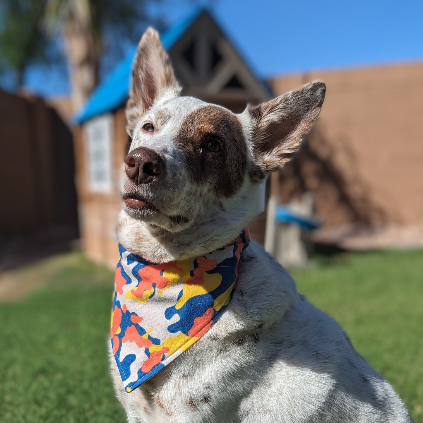 Color Camouflage - Dog Bandana