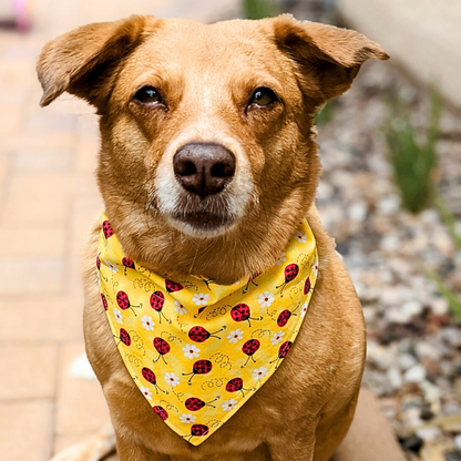 Ladybug Life - Dog Bandana