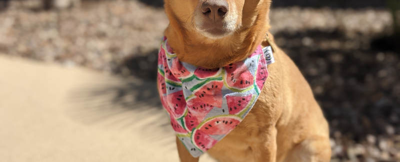 Loyalty Pet Bandana