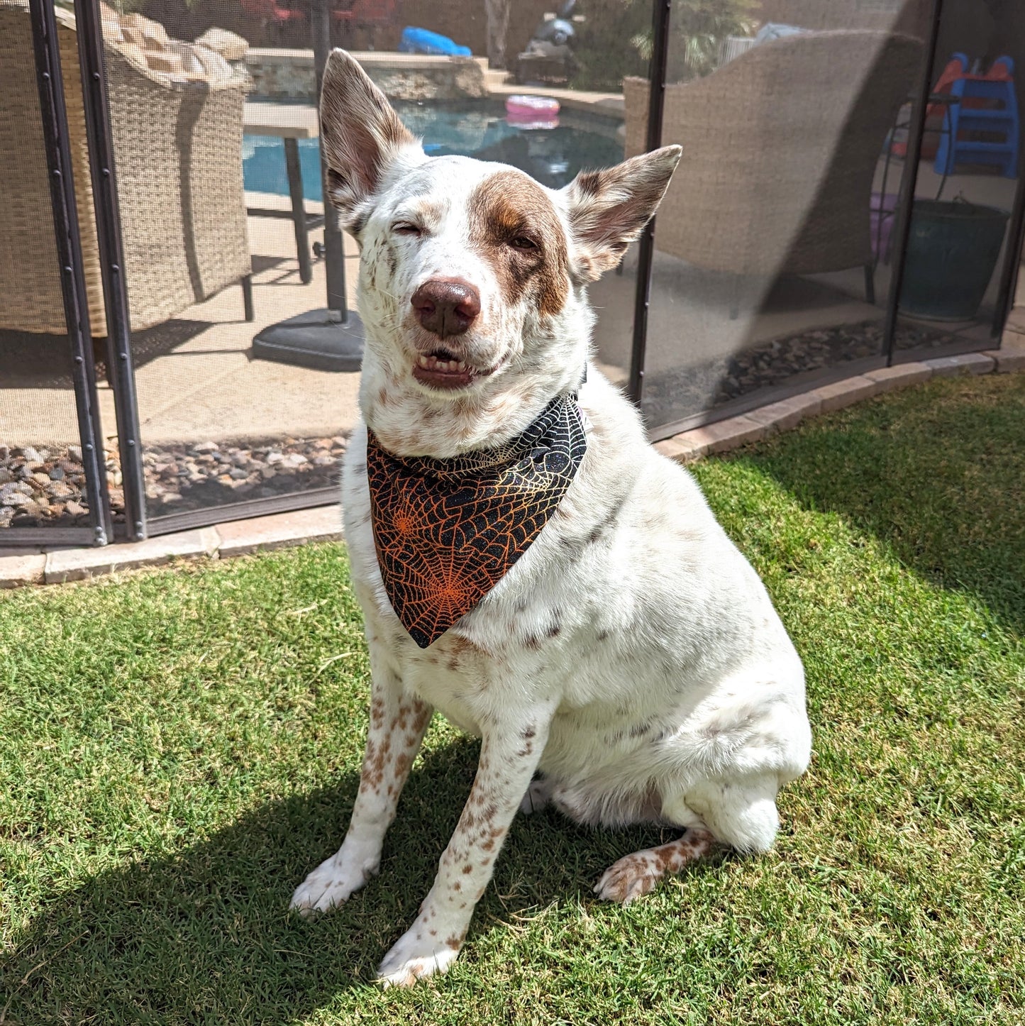 Spiderweb Halloween Sparkle  - Dog Bandana