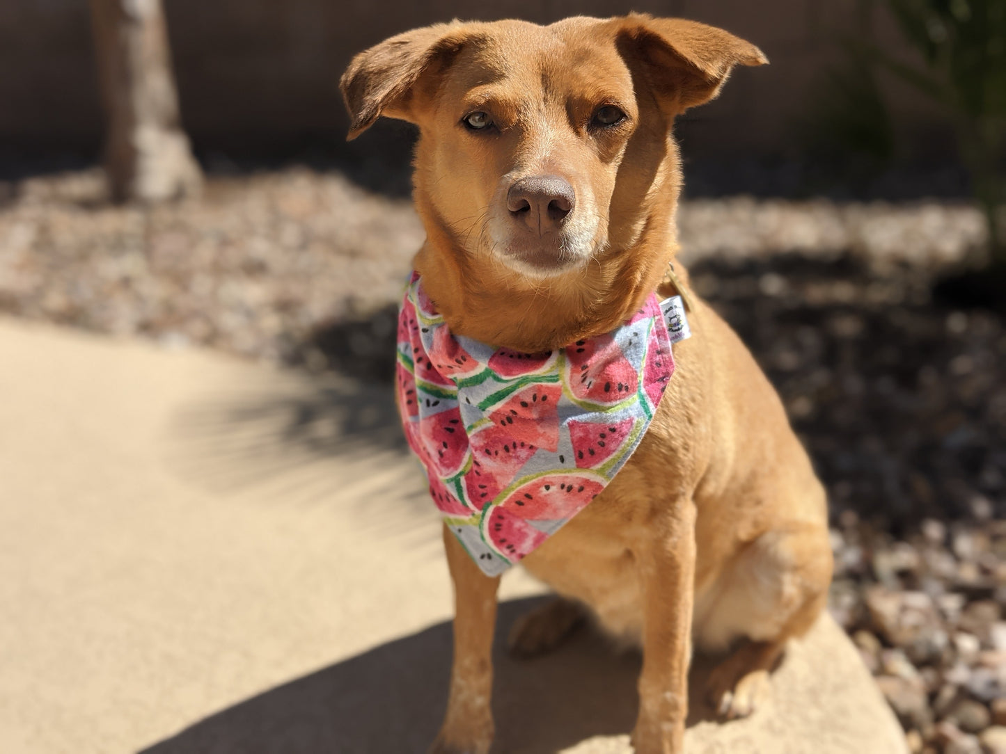 Watermelon Madness  - Dog Bandana