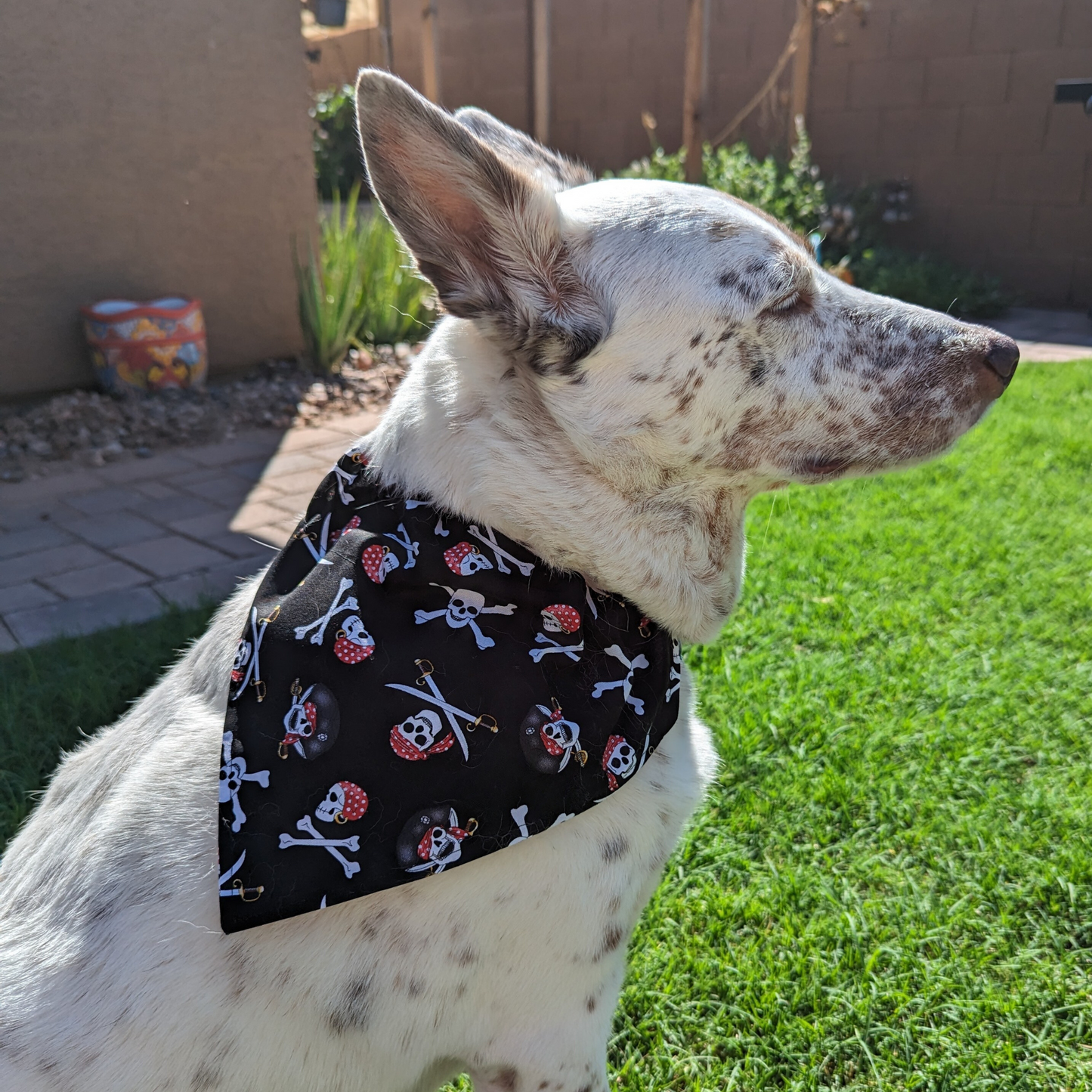 Pirate's Life - Dog Bandana