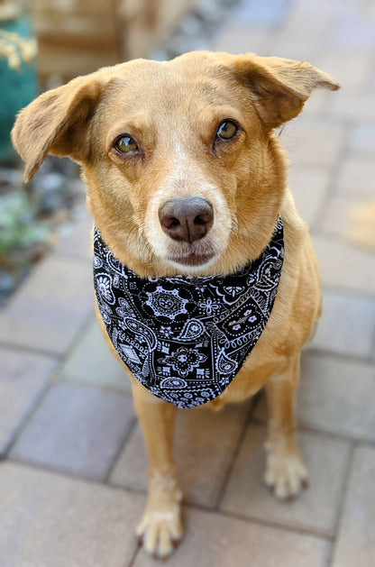 Classic Black - Dog Bandana