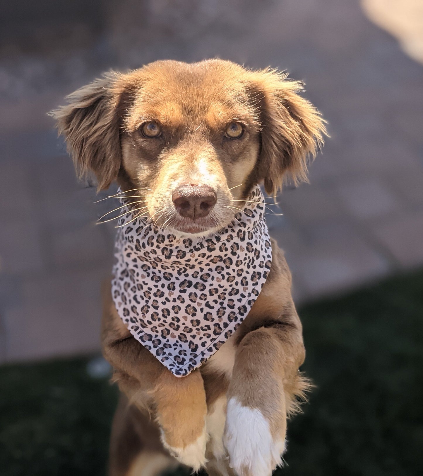 Premium Leopard Print - Dog Bandana