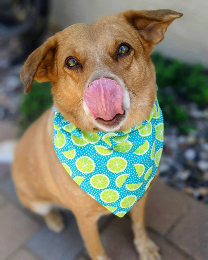 A Twist of Lime - Dog Bandana